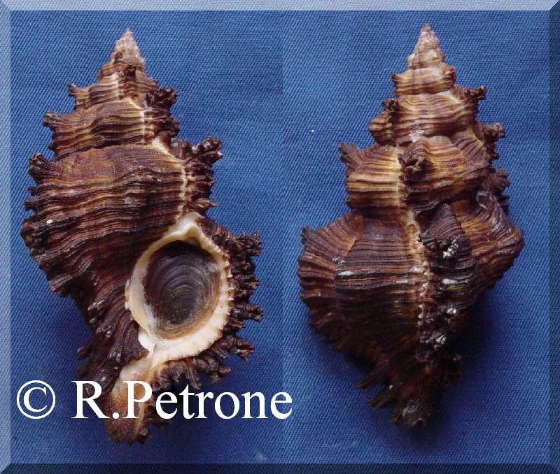 no photo for this shell